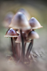 Jesienne grzybki © butterfly-photos.org