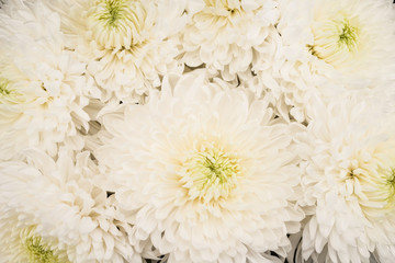 White chrysanthemum as a background