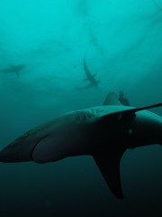 Obraz premium DCIM\111GOPRO\GOPR2151.JPG