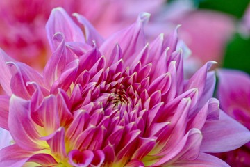 Obraz premium Gorgeous pink dahlia in full bloom, closeup