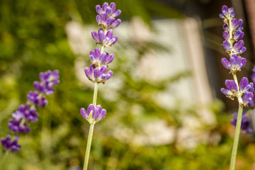 Macro