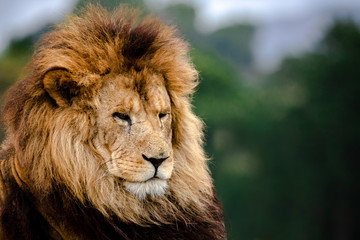 Close up of a lion looking off to the side