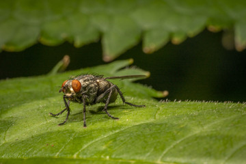Macro