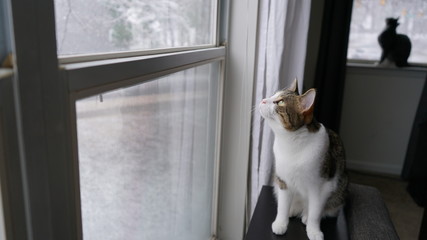 Kitty Looking at Snow