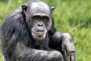 Close up of a Chimpanzee looking sad or thoughtful.