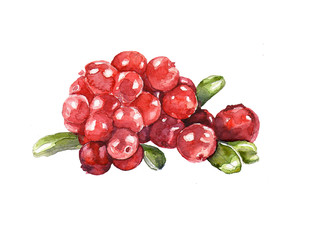 A bunch of berries. Cowberies. Watercolor © svistoplas