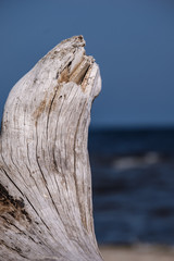 piece of dry wood on a sea shore
