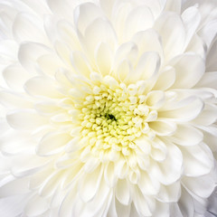 White flower aster macro