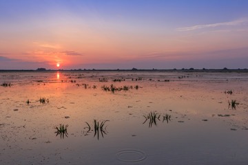 Naklejka premium Danube Delta, Romania