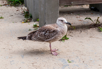 Nadmorska mewa przy plaży, Sopot