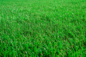 texture of green young grass on a Sunny day, purity of nature