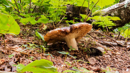 Big mushroom in the middle of the woods. Photo taken in the forest of the Massif du Sud, Quebec, Canada.