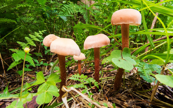 Family of mushrooms in the green vegetation. Photo taken in the forest of the Massif du Sud, Quebec, Canada.