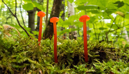 Close-up photo of a tiny orange mushroom in the shadows of small plants in the Massif du Sud,...