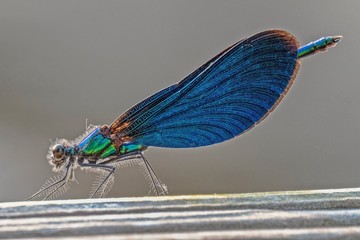 Blauflügel Prachtlibelle - Calopteryx virgo © marcofedermann