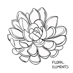 Succulents. Vector. flowers, leaves, Black and white drawing isolated on white. Design for coloring book page for adults and kids, single element flower