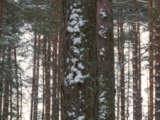 Beautiful winter pine forest