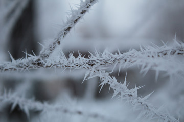frozen branches covered with hoarfrost