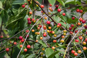 cherry tree close up with almost red cherries