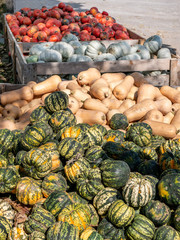 Image of wooden boxes with different pumpkins