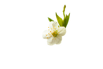 Naklejka na ściany i meble apple blossom close-up isolated on white