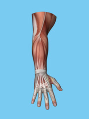 Obraz na płótnie Canvas Anatomy posterior view of hand and arm of a man including extensor digitorum muscle, extensor and flexor carpi ulnaris muscle, extensor retinaculum and bipennate intrinsic muscles of the hand.