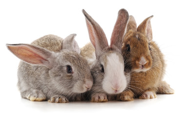 Three little rabbits.