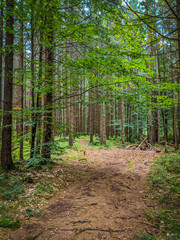 Fototapeta na wymiar Carpathian mountain forest with route and moss in the autumn season