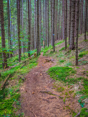 Carpathian mountain forest with route and moss in the autumn season