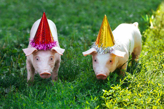 pig piglet little white background wicker cute breed new year happy grass two holiday caps red birthday party