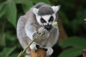 lemur