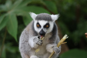 lemur