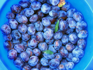 Harvesting background of ripe plums in a blue bucket, close-up. Fresh blue and violet plums