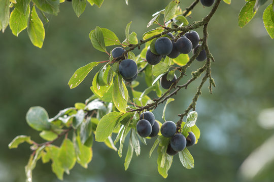 some fruits of plums on a tree branch.