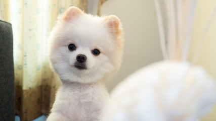 pomeranian dogs, dogs on in home two leg stand close up