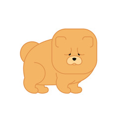 Chow Chow isolated. Dog for China . Pet Vector illustration