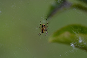 spider