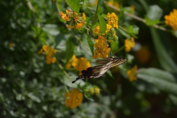 bee on yellow flower