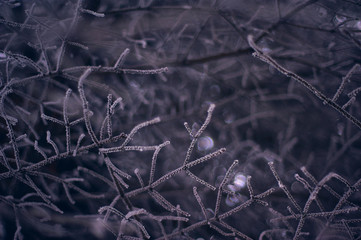 Tree and Christmas tree branches in frost and snow