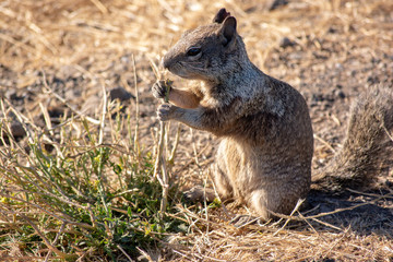 Squirrel At The Dish