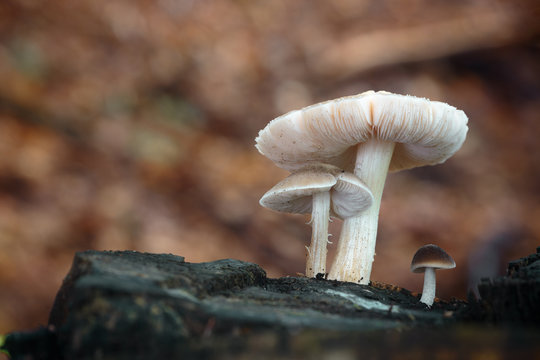 Pluteus