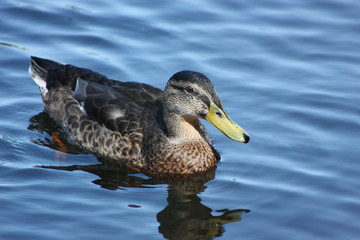 quack quack