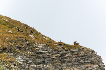 Group of five alpine ibex at the edge in the mountains