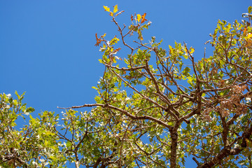 Obraz premium Clear Skies in the Meir Woods