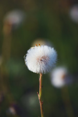 dandelion on green background