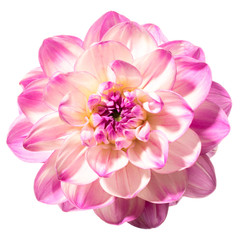 Flower head of dahlia isolated on a white background