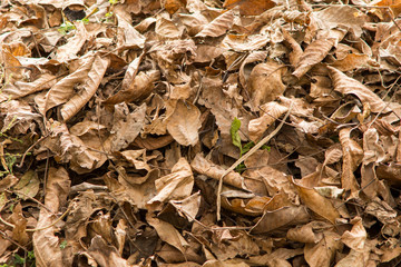 heap of dry leafs