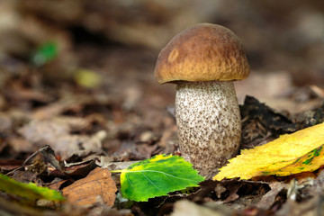 Leccinum pseudoscabrum