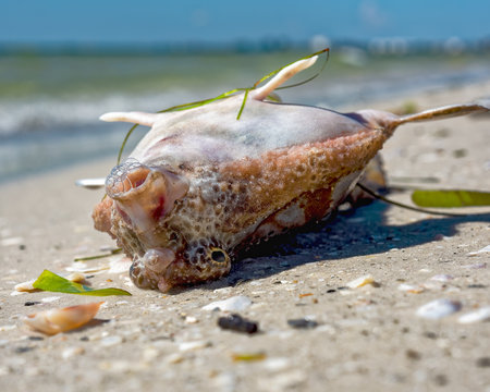 Red tide washed big fish onto beach, blowing bubbles