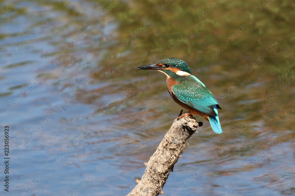 Canvas Prints kingfisher